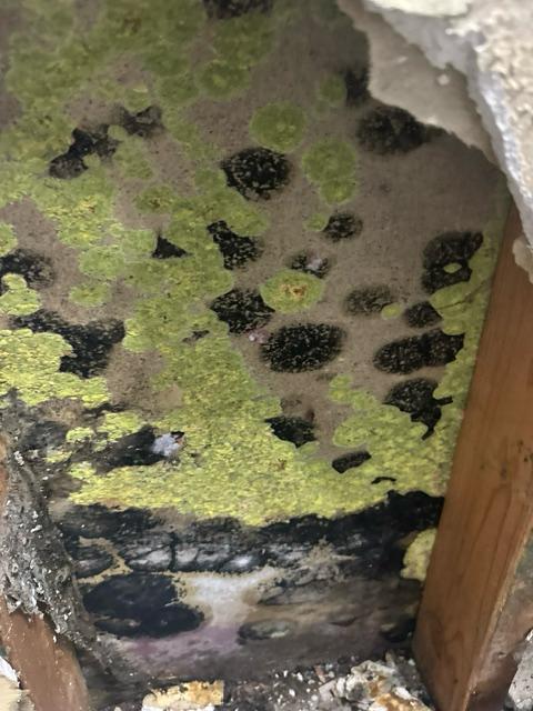 Black and green mold growth on exposed apartment wall material between wood studs